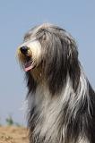 BEARDED COLLIE 180